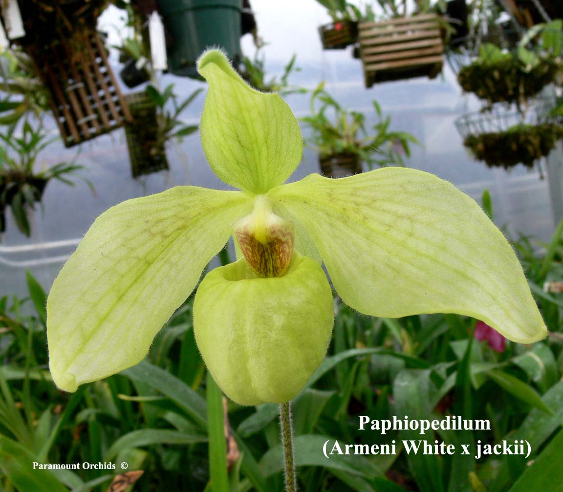 http://www.paramountorchids.com/jpg/Paph%20(Armeni%20White%20x%20jackii)1.jpg