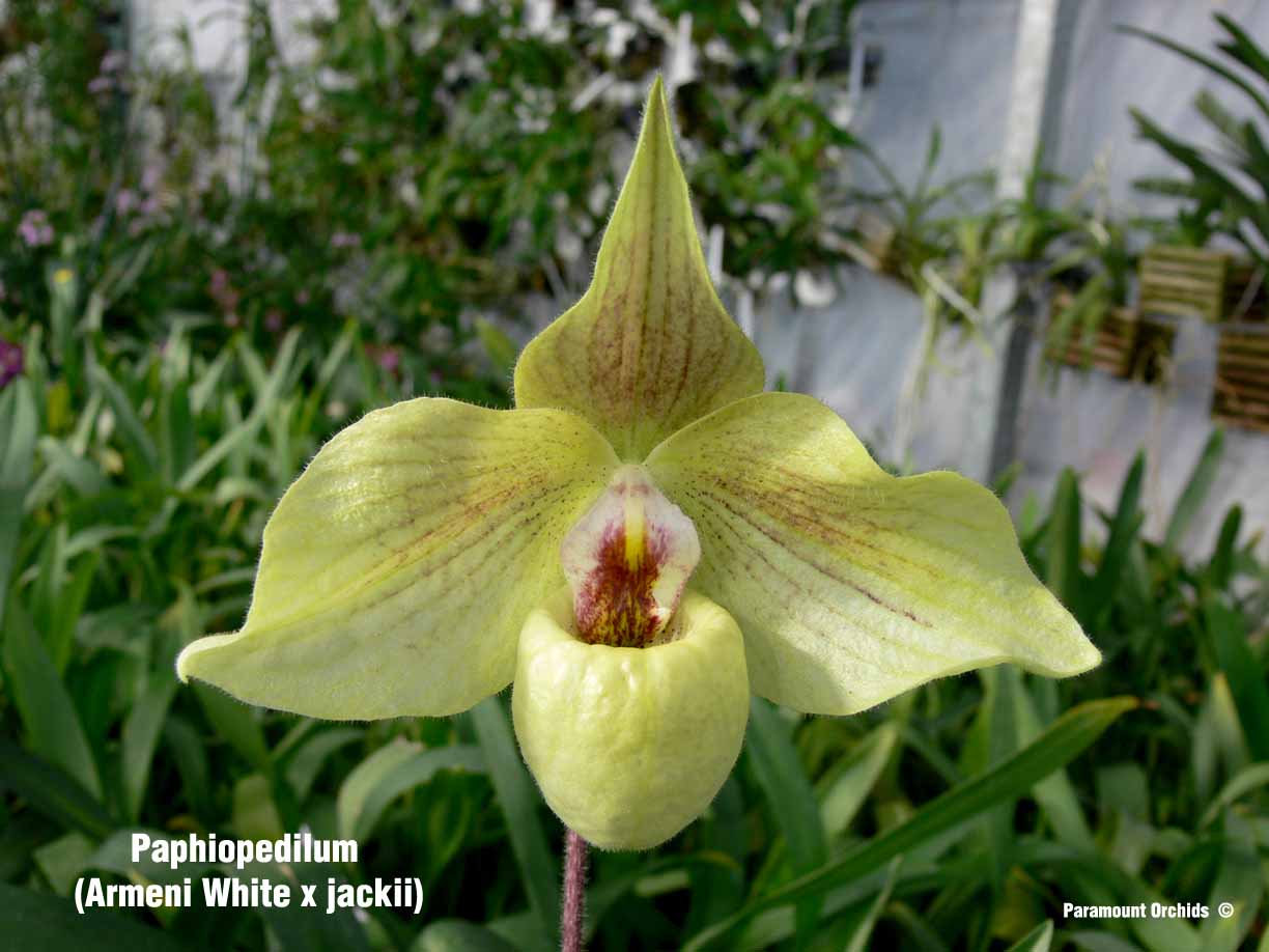 http://www.paramountorchids.com/jpg/Paph%20(Armeni%20White%20x%20jackii)22.jpg